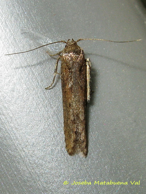 Micro da id. 2 - Blastobasidae
